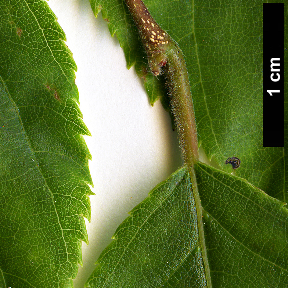 High resolution image: Family: Betulaceae - Genus: Carpinus - Taxon: londoniana